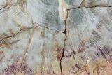 Colorful Petrified Wood (Araucaria) Slice - Madagascar #83231-1